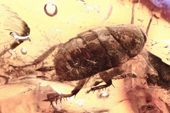 Detailed Fossil Cockroach (Blattodea) In Baltic Amber - Rare! #321889